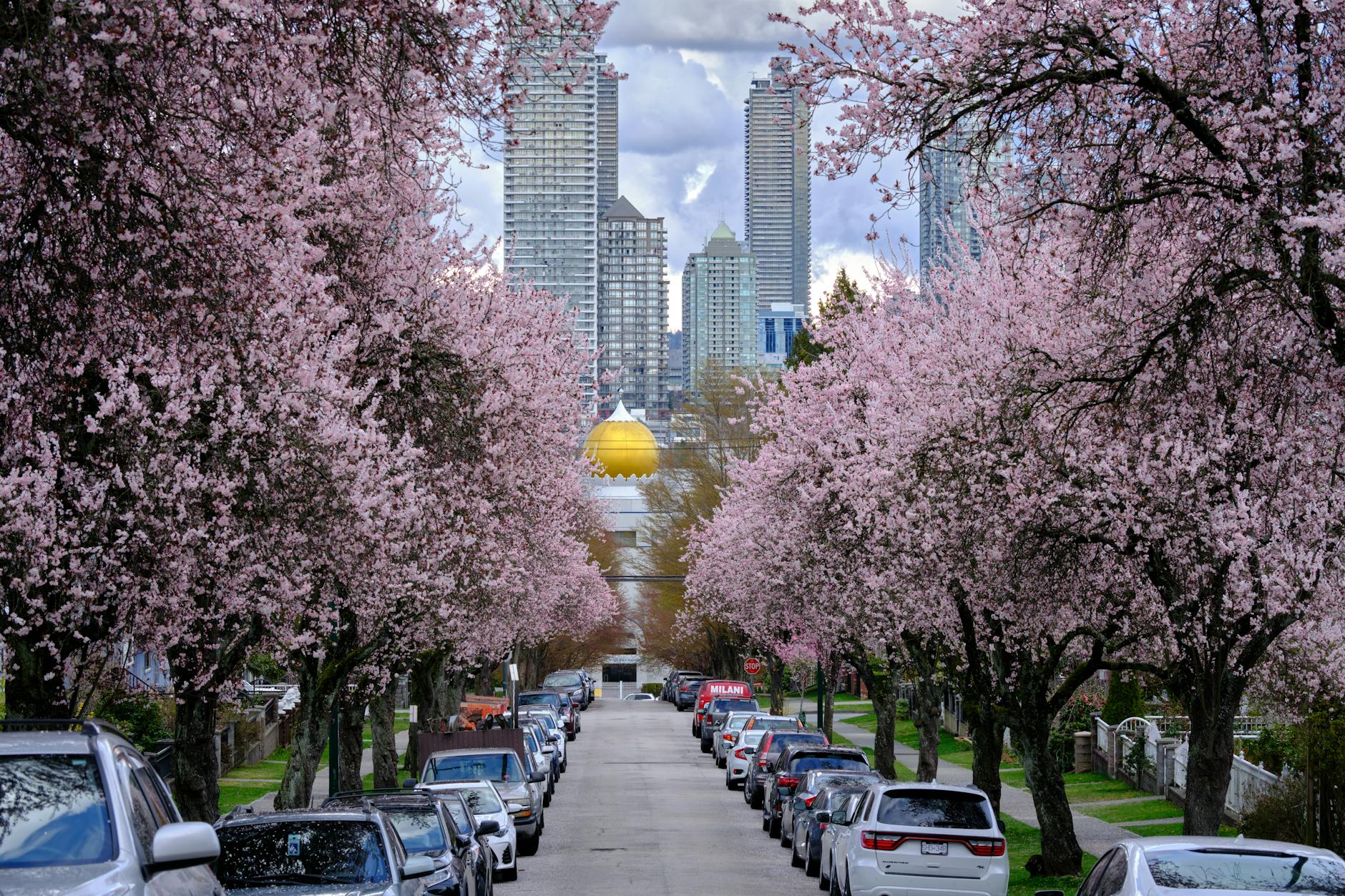 cherry trees by the street in vancouver